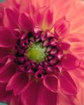 Bright Pink Dahlia