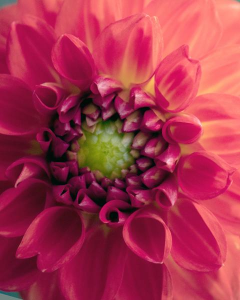 Bright Pink Dahlia picture