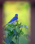 Male Bluebird