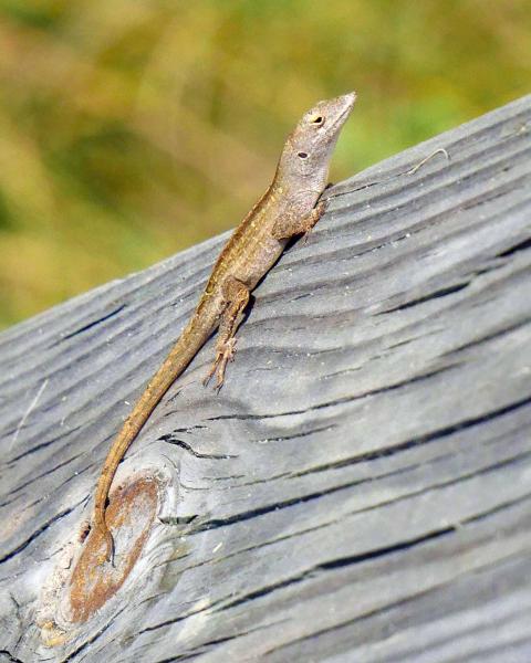 Larry the Lizard picture