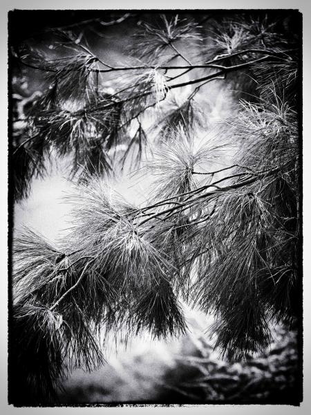 Pine Needles Color Print picture