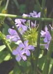 Wildflowers and Cane