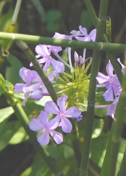 Wildflowers and Cane picture