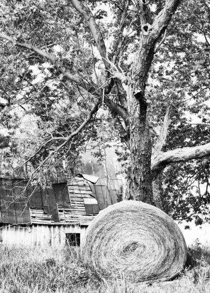 Hay and Decay Color Print picture