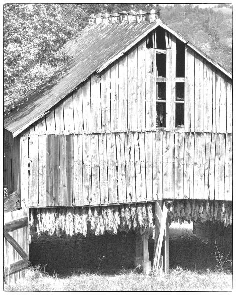 Unique Kentucky Tobacco Barn picture