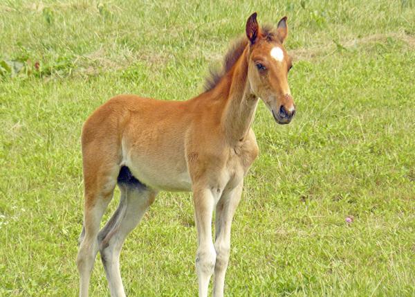 Young Colt picture