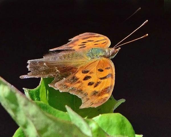 Hummingbird Moth picture