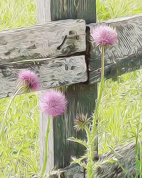 Thistles and Fence Posts picture