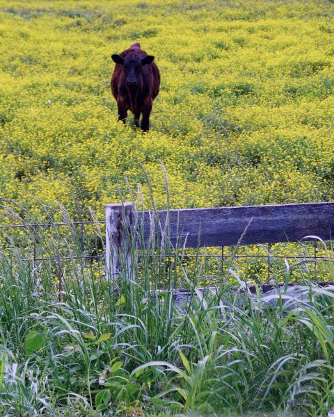 Beef and Mustard picture