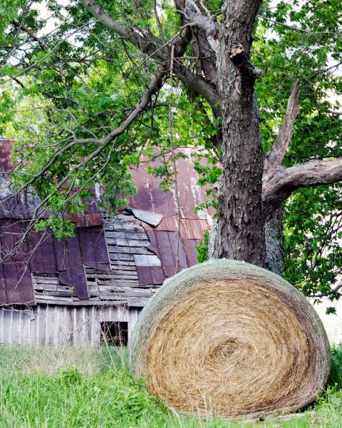 Hay and Decay Color Print