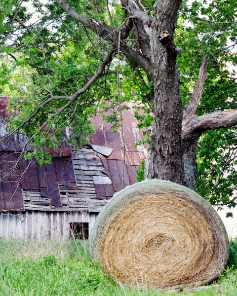 Hay and Decay Color Print picture