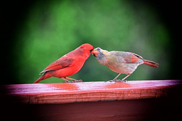 Cardinal Kiss