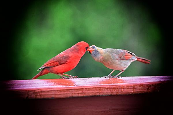 Cardinal Kiss picture