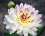 White and Pink Dahlia