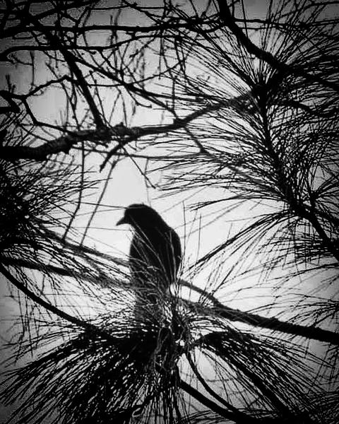 Crow In The Pines
