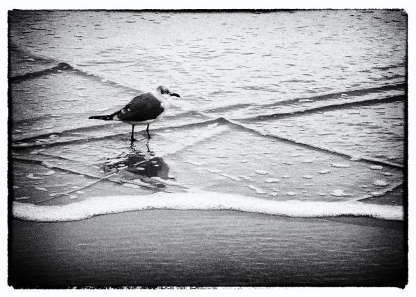 Seagull in Rip Tide