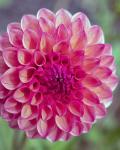 Light Pink Dahlia