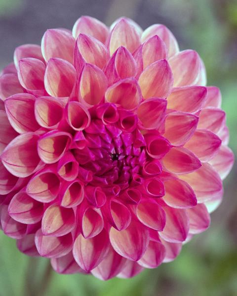 Light Pink Dahlia picture