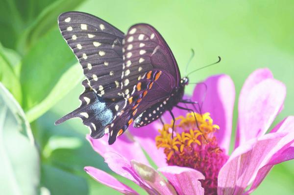 Zinnia and Swallowtail picture