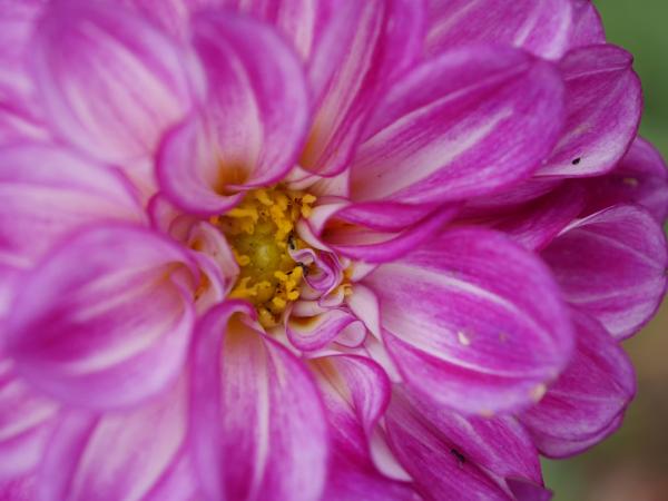 Purple Dahlia