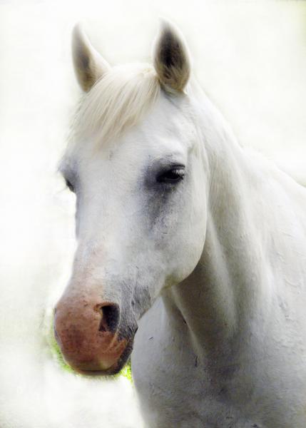 Unicorn in Profile