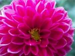 Pink Dahlia