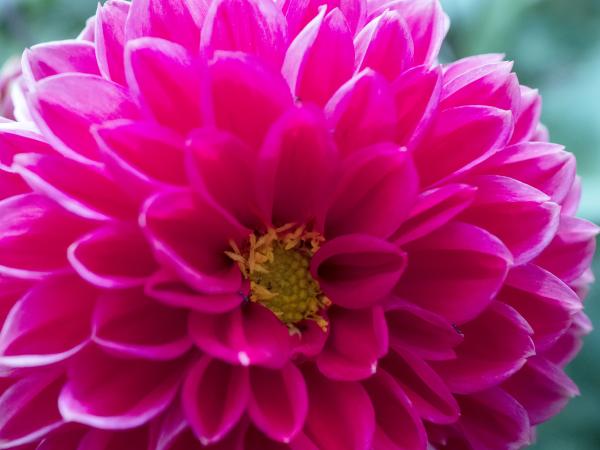 Pink Dahlia picture