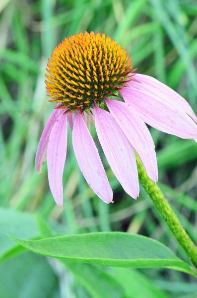 Cone Flower picture