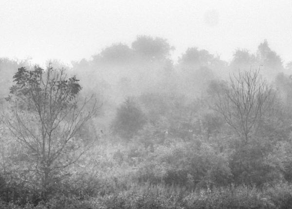 Fog On The Hillside picture