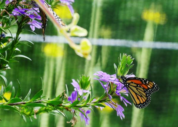 Monarchs