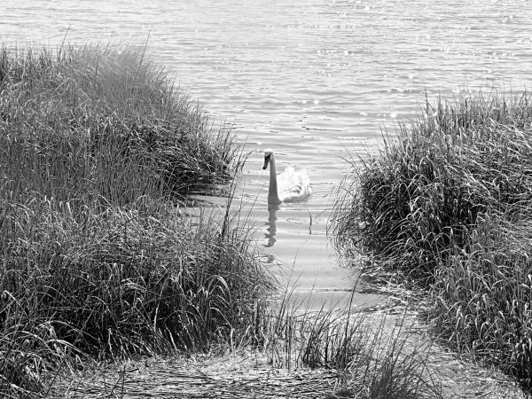 Swan Lake picture