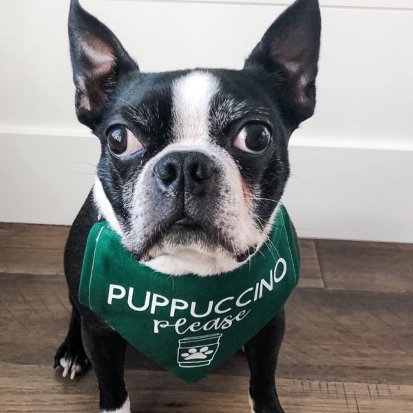 Puppuccino Please Bandana picture