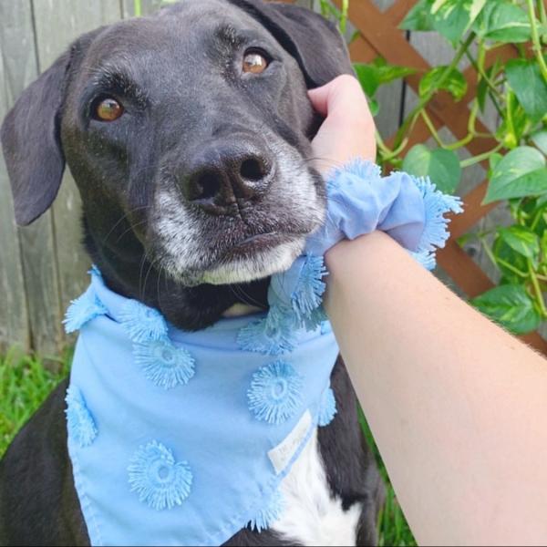Forget Me Not Bandana picture