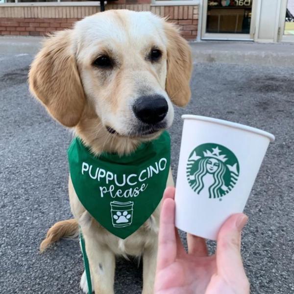 Puppuccino Please Bandana