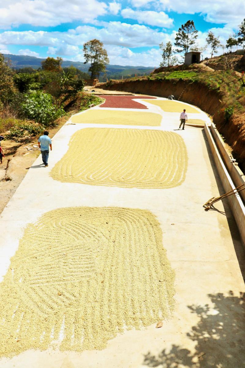 ESPRESSO SAMPLER picture