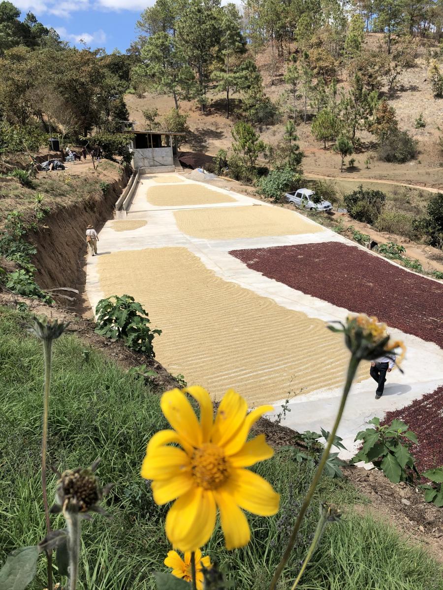 ETHOS SAMPLER picture