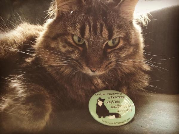 Signed Snarky Cat Quote Button - Pride is Unbecoming picture