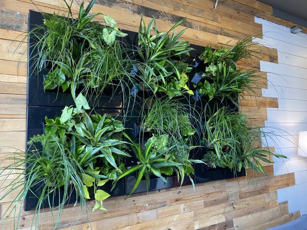 Plant wall frame picture