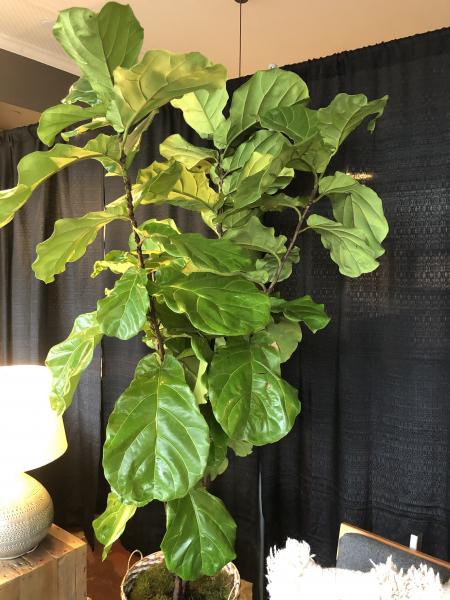 Large Fiddle Leaf Fig picture