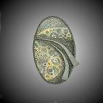 B18-34 Brooch