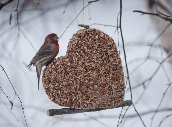 Love Is In The Air picture