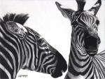 Zebra Confidences