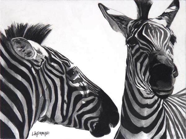 Zebra Confidences picture