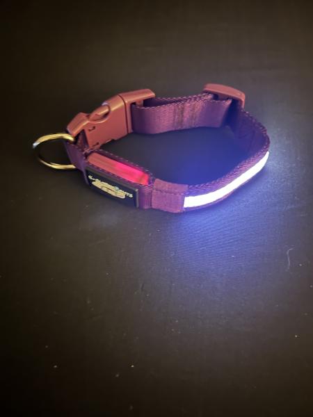 Small Purple LED Dog Collar picture