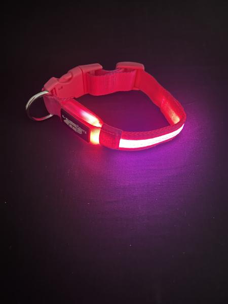 Small Pink LED Dog Collar picture