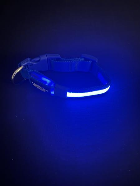 Small Blue LED Dog Collar picture