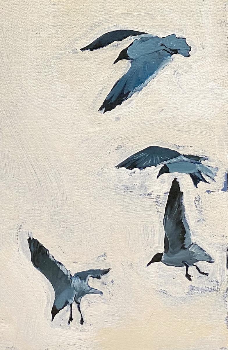 South Padre Gull 01 picture