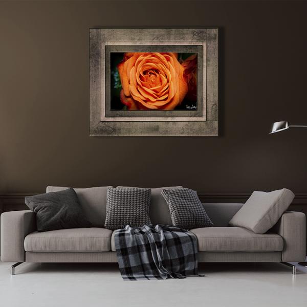 Orange Rose picture