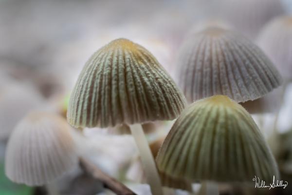 Jellyshrooms picture