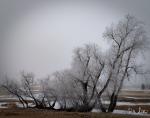 Frozen Orchard